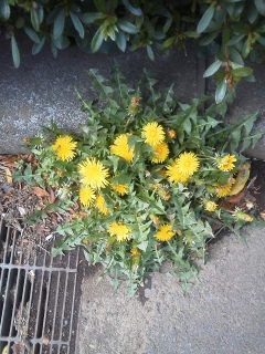 散歩