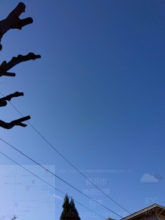 今日も晴れ。