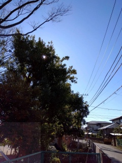 今日も晴れ。