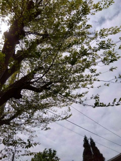 ܂