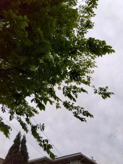 ܂